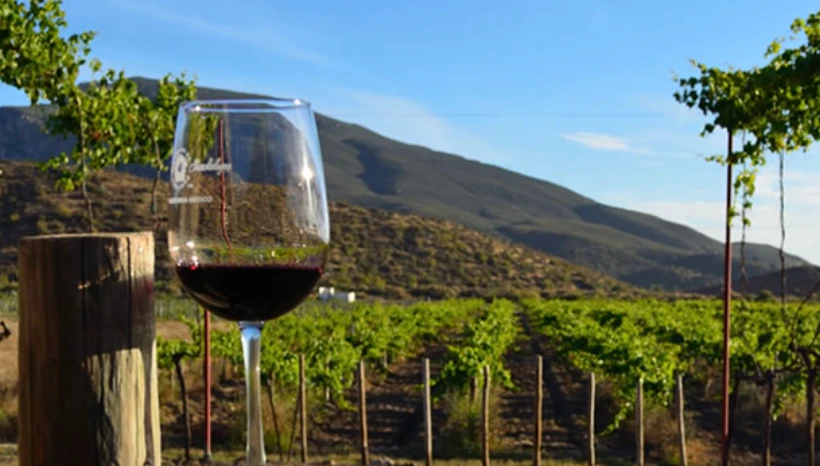VIÑEDOS ENSENADA